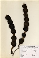 藏品(血藤)的圖片